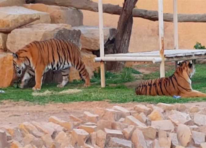 خطوات حجز تذاكر حديقة حيوان الرياض