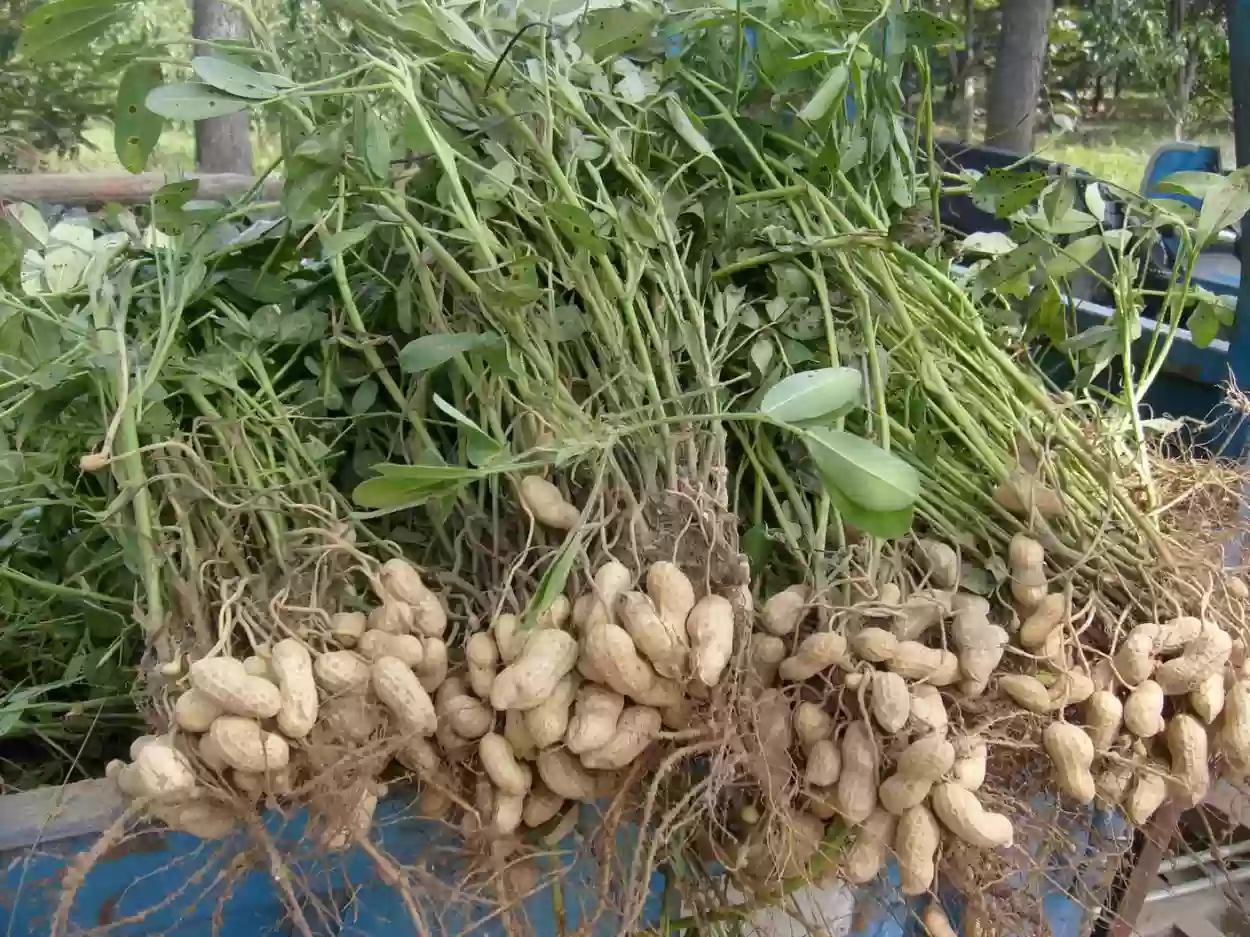 طريقة زراعة الفول السوداني مبتكرة في المنزل.. كيف ومتى يزرع الفستق؟