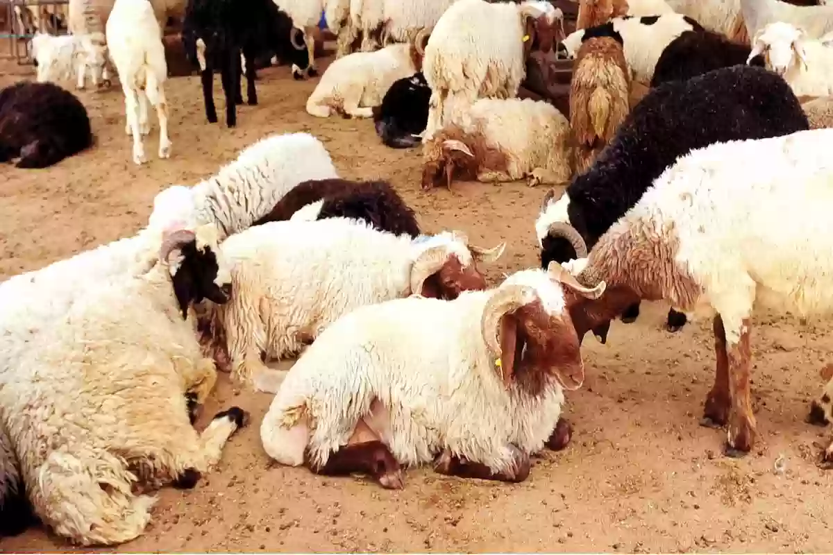 مُربي ماشية يكشف عن نوع جديد من الأغنام يتحمل موسم الحر