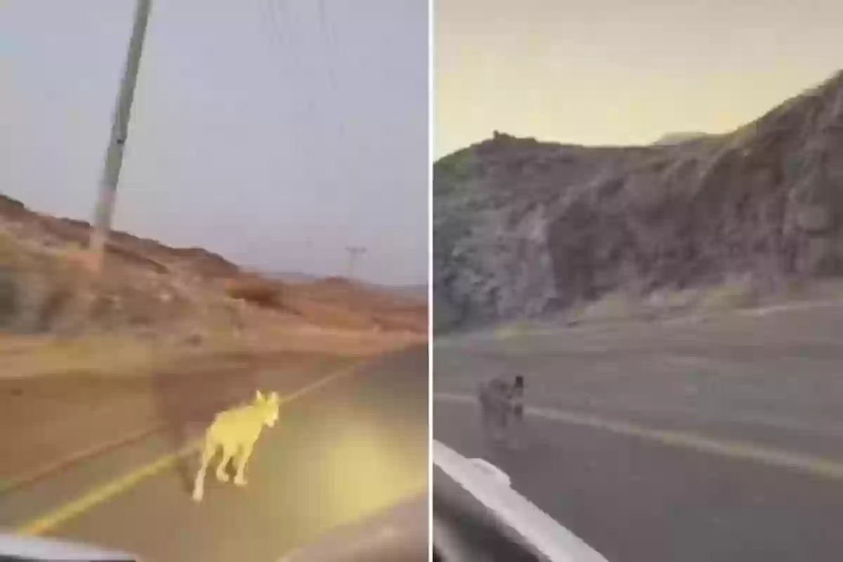 شاهد.. ذئب يلاحق سيارة أحد المواطنين في المدينة المنورة